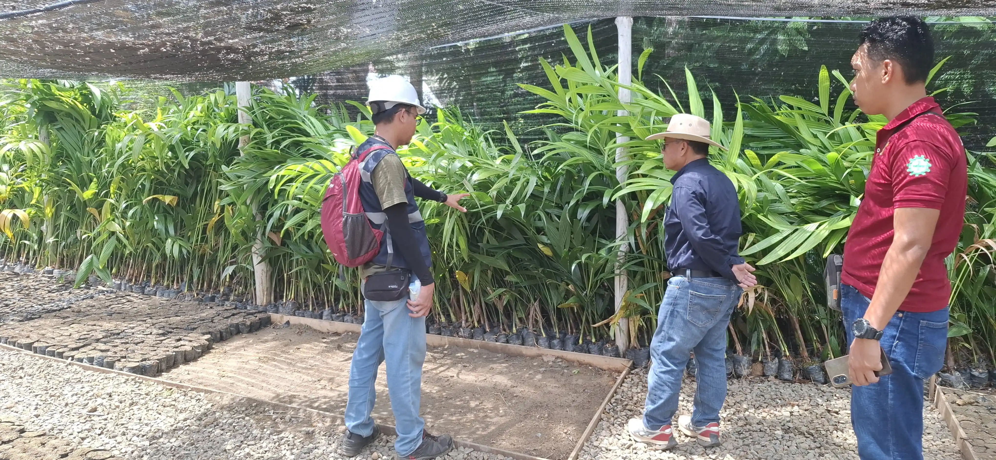 Kepala Teknik Tambang PT CNI, Bapak Alpi Cekdin, turut hadir memonitoring secara langsung pertumbuhan tanaman di Persemaian Permanen
